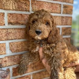 Cockapoo Puppies from Chesapeake Cockapoos