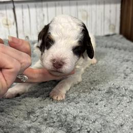 Brandy's Red Collar Boy 2150.00 - Tri-color male Bernedoodle puppy in Alvin, Texas from JP Southern Doodles