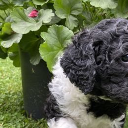 Black & White Boy - Sparky - Labradoodle puppy in Canton, North Carolina from Pisgah Creek Doodles