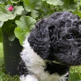 Black & White Boy - Sparky - Labradoodle puppy in Canton, North Carolina from Pisgah Creek Doodles