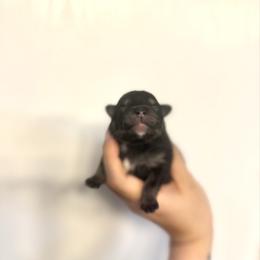 Onyx - Tri-colored male Pomeranian puppy in Lillington, North Carolina from Dignified Poms