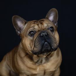 Zion - French Bulldog