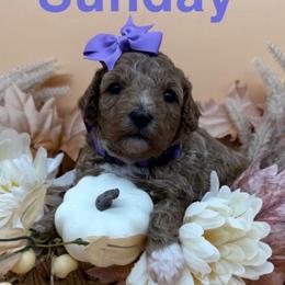 Sunday - Purple Collar - Apricot female Goldendoodle puppy in Cape Coral, Florida from Nay Nays Mini Doodles