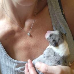 Miniature Australian Shepherd Puppies from Carter's Cuties