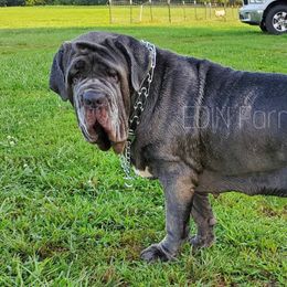 Rosa - Neapolitan Mastiff