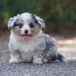 American Corgi and Pembroke Welsh Corgi Puppies from Magnolia Creek Corgis