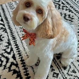 Cavapoo All Grown Up from WW Cavapoos