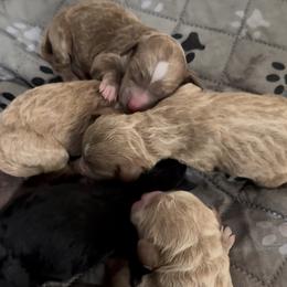 Female 2 - Apricot female Goldendoodle puppy in Sterling, Connecticut from Justine’s Retrievers and Doodles