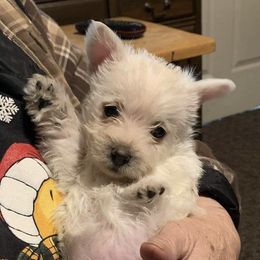 Cairn Terriers from BRUNS CAIRNS