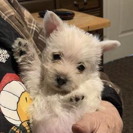Cairn Terriers from BRUNS CAIRNS