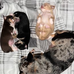 Chihuahua Puppies from Guys Cajun Paws