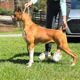 General - Boxer