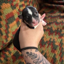 Truffle - Black and tan female Pembroke Welsh Corgi puppy in Leonard, Texas from Southern Rose Corgis