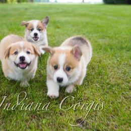 Pembroke Welsh Corgi Puppies from Indiana Corgis LLC