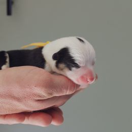 Pembroke Welsh Corgi Puppies from Ridge Top Corgis