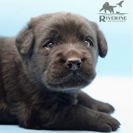 Girl 4 - Black Labrador Retriever puppy in Viroqua, Wisconsin from Riverine Retrievers