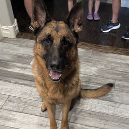 German Shepherd puppies from Austerlitz German Shepherds