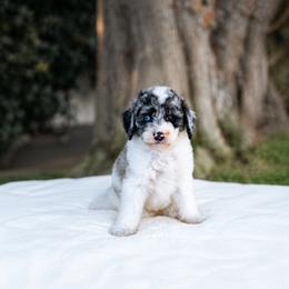 Millie - Merle female Sheepadoodle puppy in Los Angeles, California from Exquisite Doodles