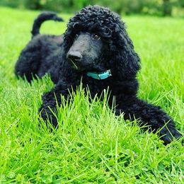 Poodle Puppies from A &A Pinedale Woods Standard Poodles