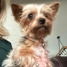 Dolly - Yorkshire Terrier