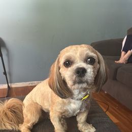 Companion Cross puppies from The Ruff Life Tribe