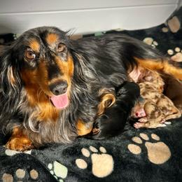 Chocolate Dapple Boy 1 - Dapple male Dachshund puppy in North Port, Florida from Jessica Louise Dachshunds