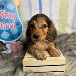 Cardinals - Dapple male Dachshund puppy in Washington from Beautiful Doxies