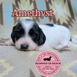 AMETHYST - Piebald female Dachshund puppy in Columbia, Louisiana from Diamond 5R Ranch AKC & CKC Miniature Dachshunds