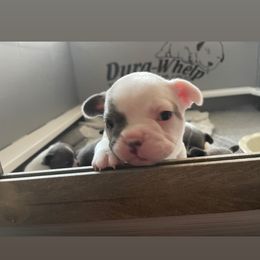 French Bulldog Puppies from Flat Face French Bulldogs