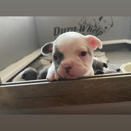 French Bulldog Puppies from Flat Face French Bulldogs