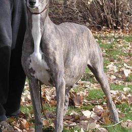 Greyhound Puppies from WINDROCK LLC