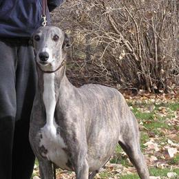Greyhound Puppies from WINDROCK LLC