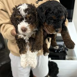 Bernedoodle and Bernese Mountain Dog Puppies from Sage Hills Bernedoodles