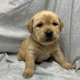 Blue - Yellow female Labrador Retriever puppy in Iowa City, Iowa from Country Road Acres