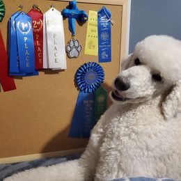 Poodle All Grown Up from Illini Spirit Standard Poodles