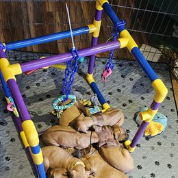 Rhodesian Ridgeback Puppies from DragonRidge