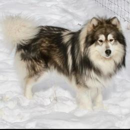 Yukon - Gray and white male Siberian Husky puppy in Guffey, Colorado from Sunset Ridge