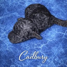 Cadbury - Black and tan male Cockapoo puppy in Connersville, Indiana from MoonShine Babies