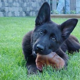 German Shepherd Puppies from Von Lindesfarne
