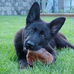 German Shepherd Puppies from Von Lindesfarne
