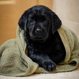 Labrador Retriever Puppies from Meritrust Labradors