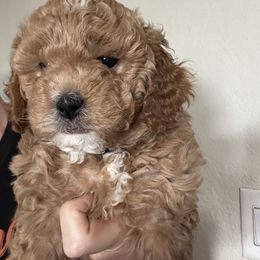Freedom Belle (green collar) - Brown female Cavapoo puppy in Modesto, California from Molly n Friends