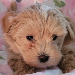 Assorted Doodle Crosses Puppies from Oasis Cotonpoos