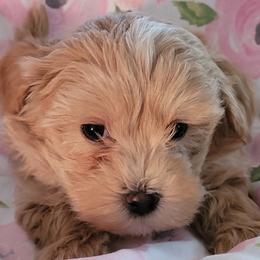 Assorted Doodle Crosses Puppies from Oasis Cotonpoos