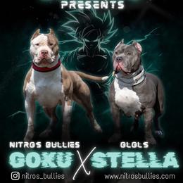 Female 2 - Blue female American Bully puppy in Cecil County, Maryland from Nitro’s Bullies