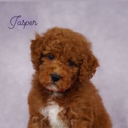 Jasper - Red  Poodle puppy in New Jersey from TK Poodles