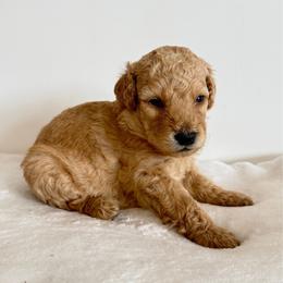 Girl 1 - Apricot female Goldendoodle puppy in Valley Farms, Arizona from Gall’s Doodle Ranch