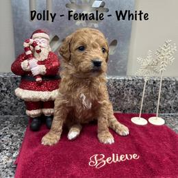 Dolly - Red  female Goldendoodle puppy in Annville, Pennsylvania from Bellegrove Goldendoodles