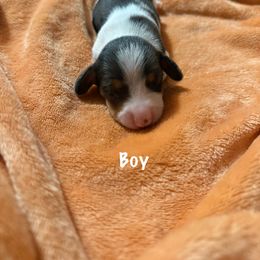 Boy 3 - Piebald Dachshund puppy in Gastonia, North Carolina from Lanier’s Little Weenies