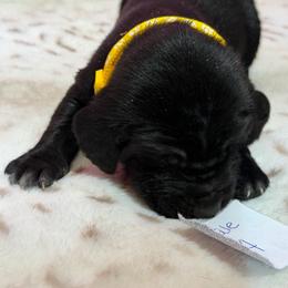 4 - Black male German Shorthaired Pointer puppy in Kathleen, Florida from Alex Yates GSP's